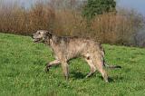 IRISH WOLFHOUND 373